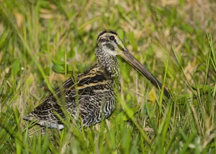 File:Gallinago undulata crop.jpg