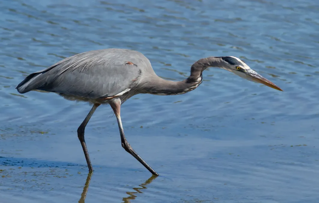 File:Great Blue Heron (Ardea herodias), hunting.jpg