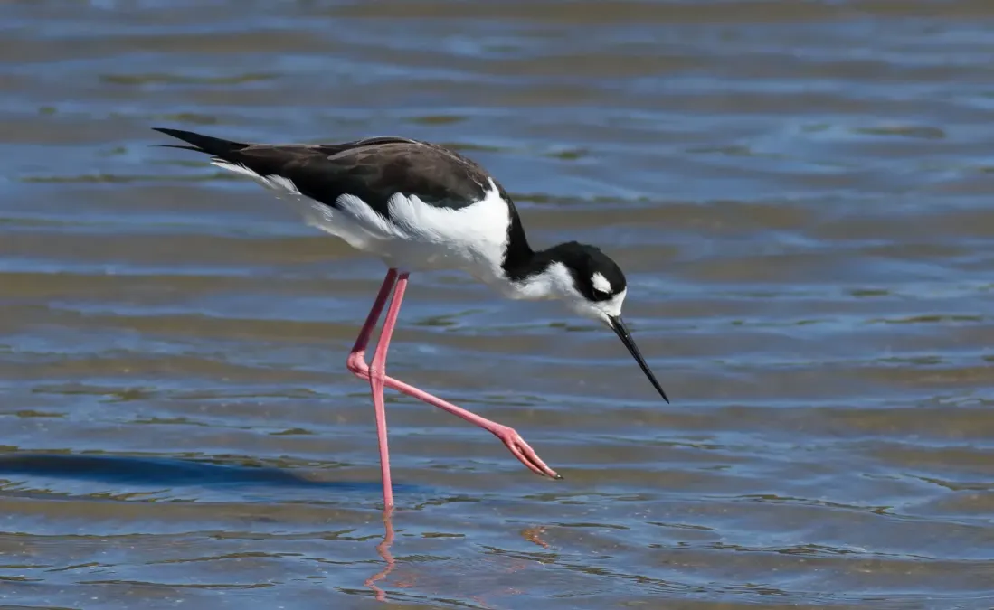 File:Black-necked stilt (Himantopus mexicanus) at Richardson Bay.jpg