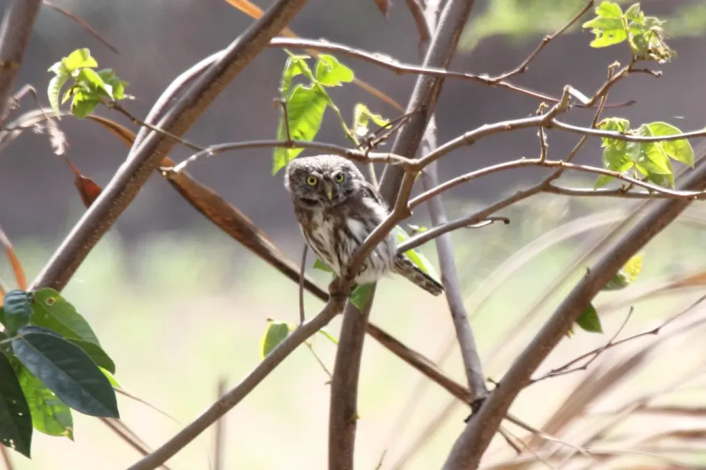 File:Peruvian Pygmy-Owl (Glaucidium peruanum).jpg