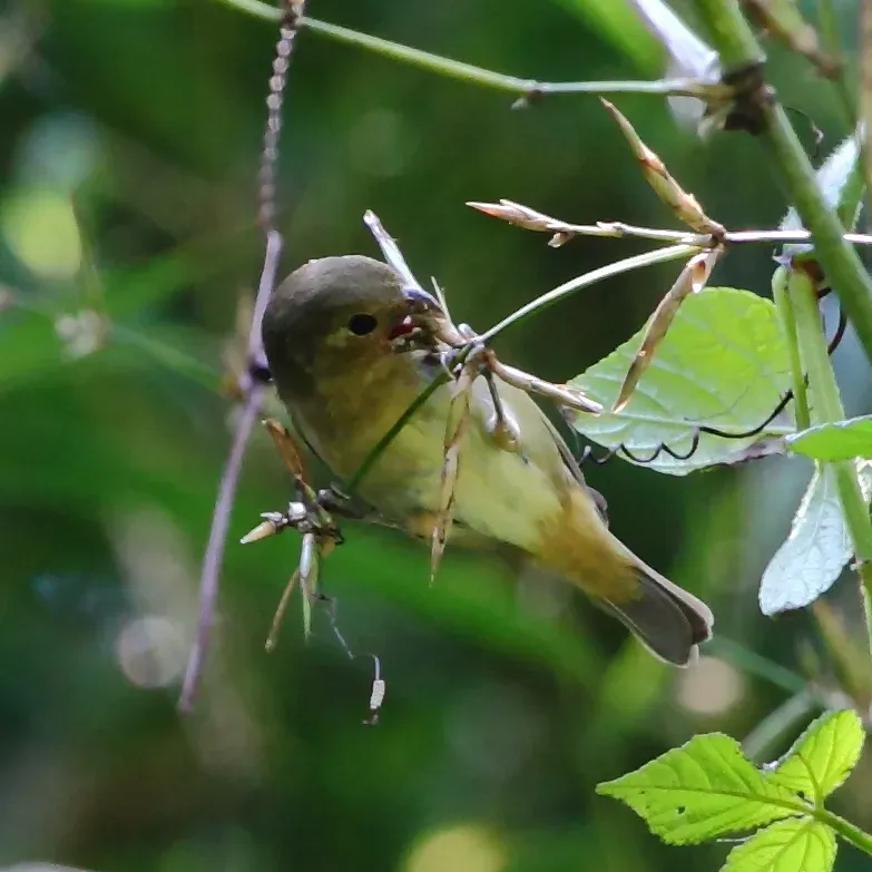 File:Sporophila falcirostris - Temminck's Seedeater (female).JPG