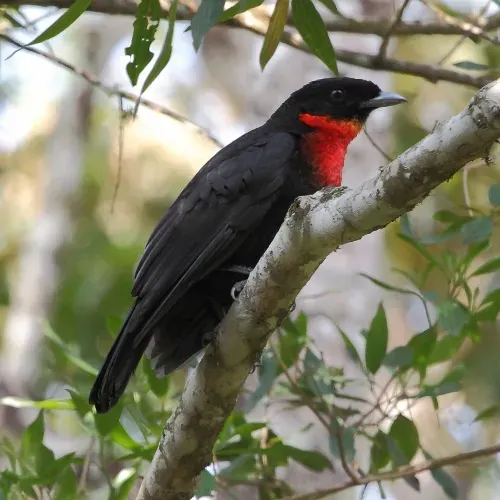 File:Pyroderus scutatus - Red-ruffed Fruitcrow (female).jpg