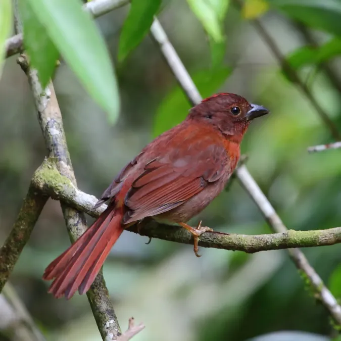 File:Habia rubica - Red-crowned Ant-Tanager (male).JPG