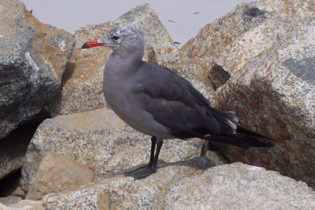 File:Larus heermanni California.JPG