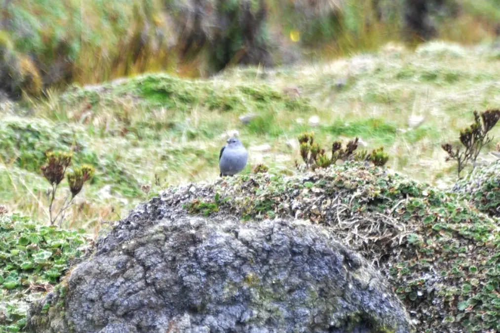 File:Muscisaxicola alpinus alpinus in Paramo Ground-tyrant, Ecuador.jpeg