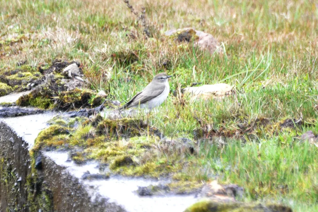 File:Muscisaxicola alpinus alpinus in Ecuador.jpeg