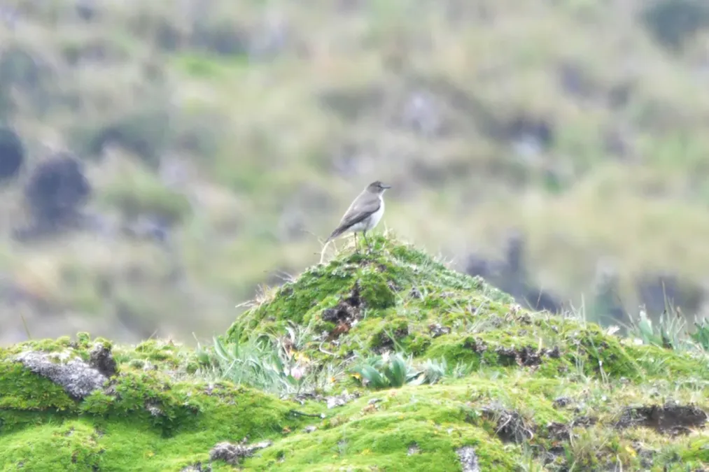 File:Muscisaxicola alpinus alpinus in Andes, Ecuador.jpg