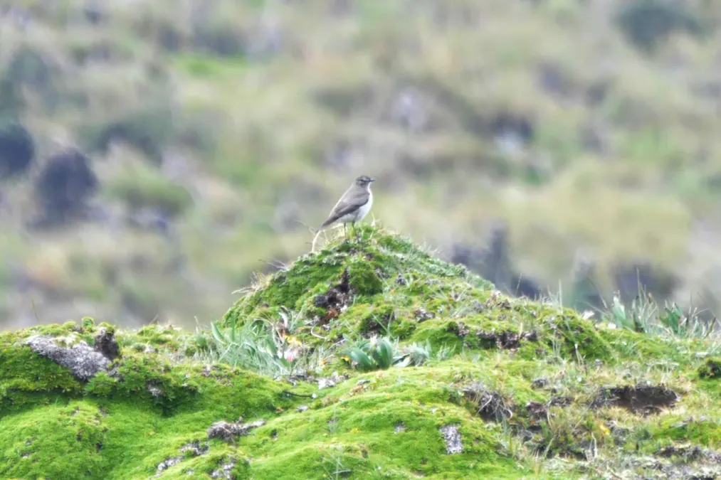 File:Muscisaxicola alpinus alpinus in Paramo Andes, Ecuador.jpg