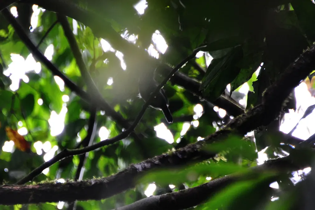 File:Cercomacra cinerascens cinerascens in Anangu Preserve, Upper Amazon, Ecuador.jpg