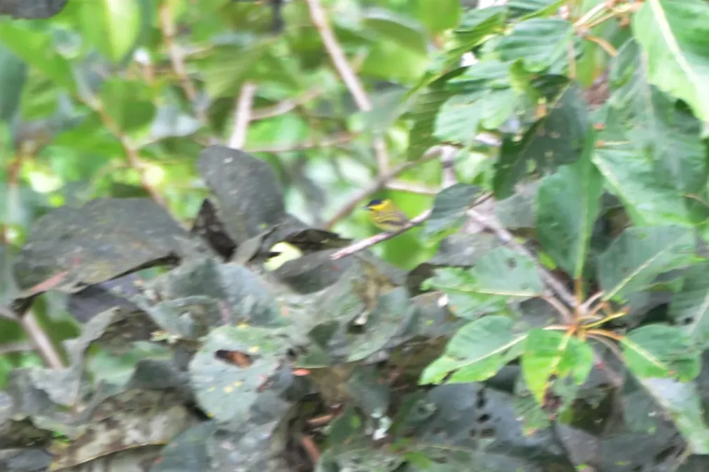 File:Todirostrum chrysocrotaphum guttatum in Sacha Lodge, Ecuador.jpg