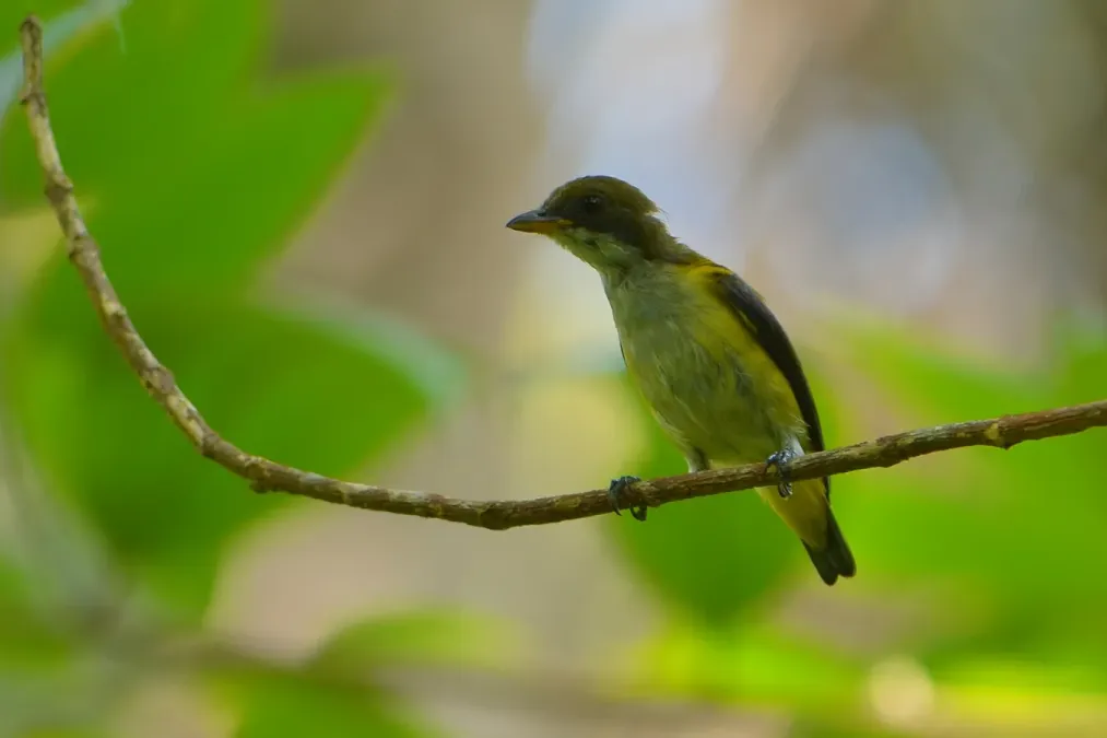 File:Dicaeum aureolimbatum aureolimbatum.JPG