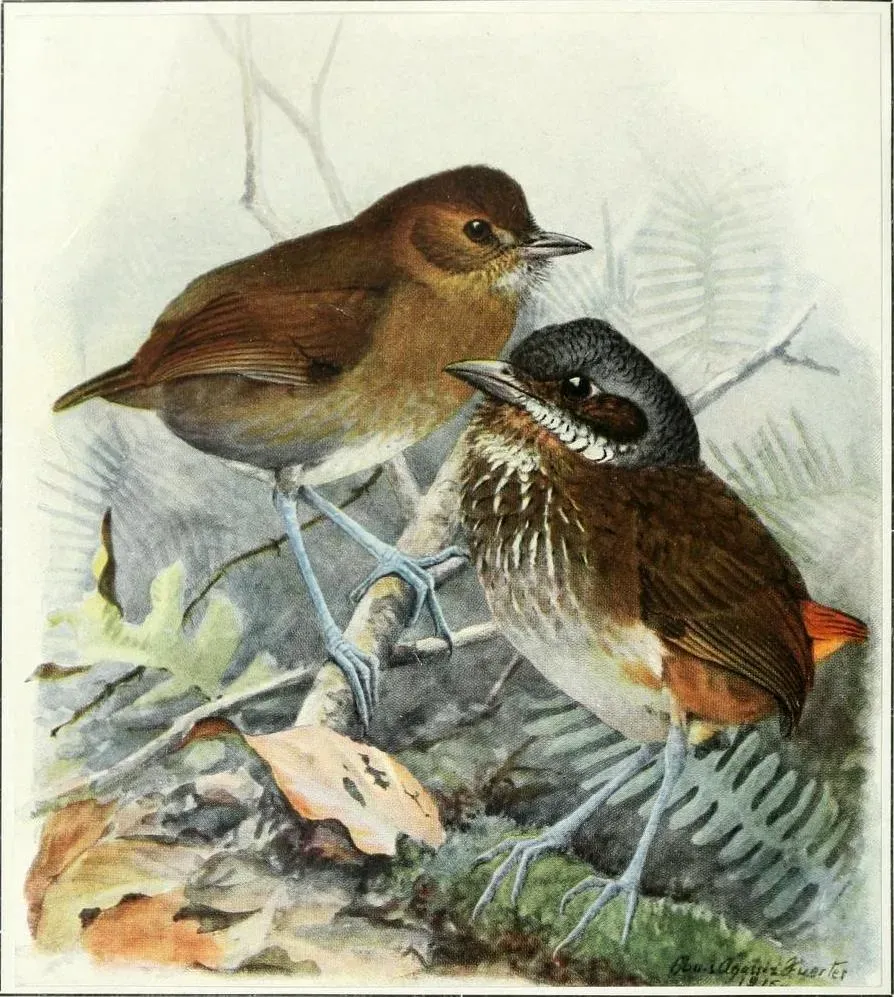File:Grallaria milleri and alleni.JPG
