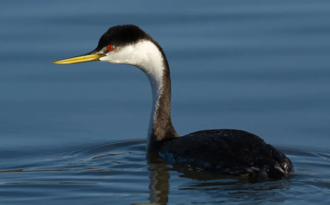 File:Western Grebe (Aechmophorus occidentalis), Corte Madera.jpg