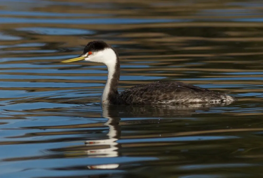 File:Western Grebe (Aechmophorus occidentalis), Corte Madera, California.jpg