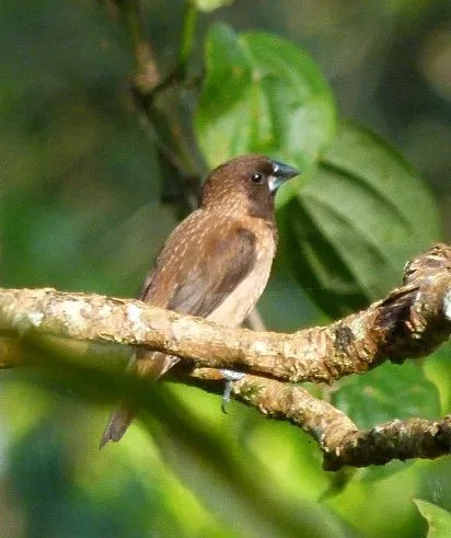 File:Lonchura kelaarti jerdoni.jpg
