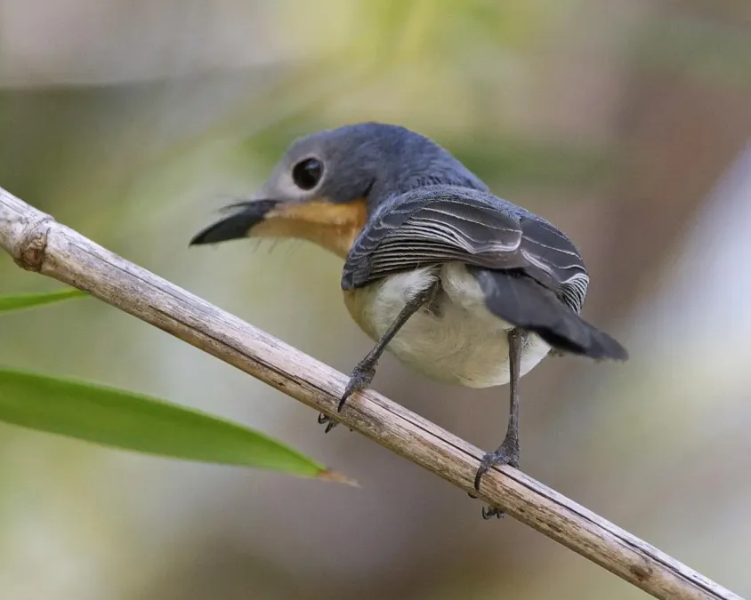 File:Broad-billed Flycatcher (Myiagra ruficollis).jpg