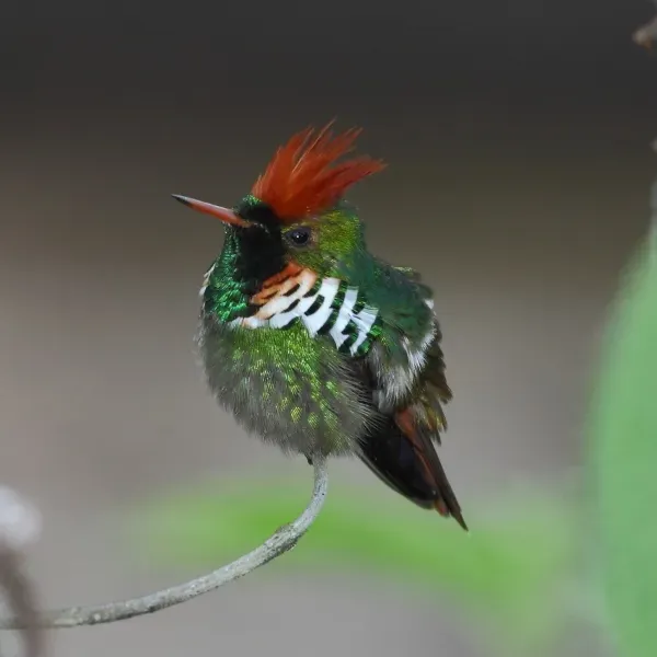 File:Lophornis magnificus - Frilled Coquette (male).jpg