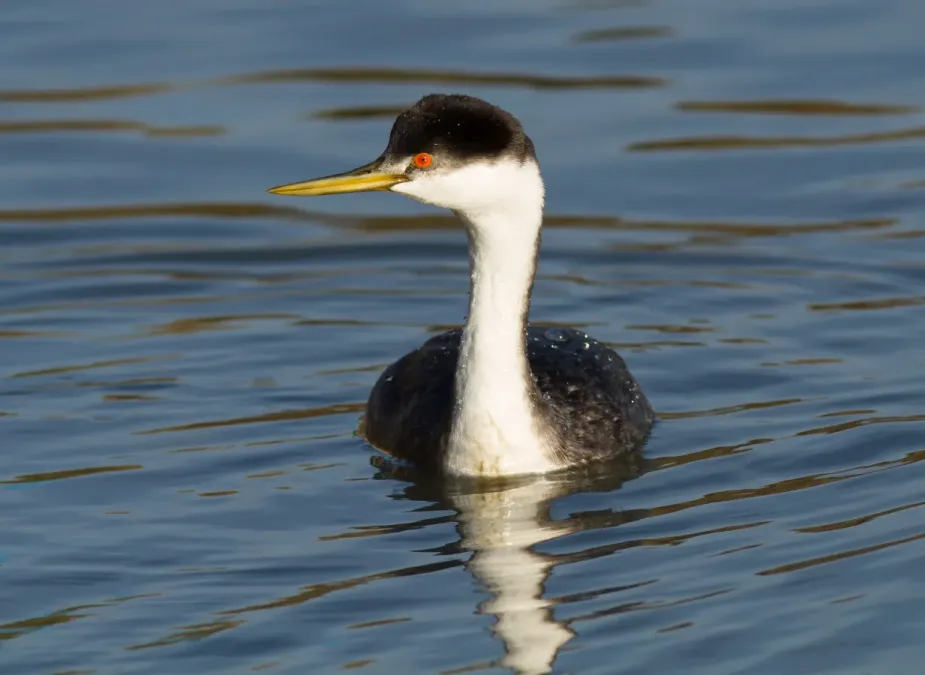 File:Western Grebe (Aechmophorus occidentalis) V.jpg