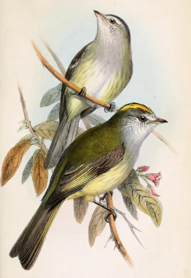 File:Zimmerius vilissimus & Myiopagis viridicata placens 1859.jpg
