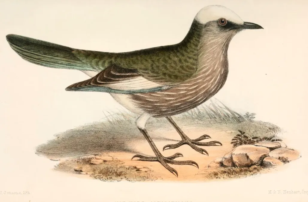 File:Lamprotornis albicapillus 1860.jpg