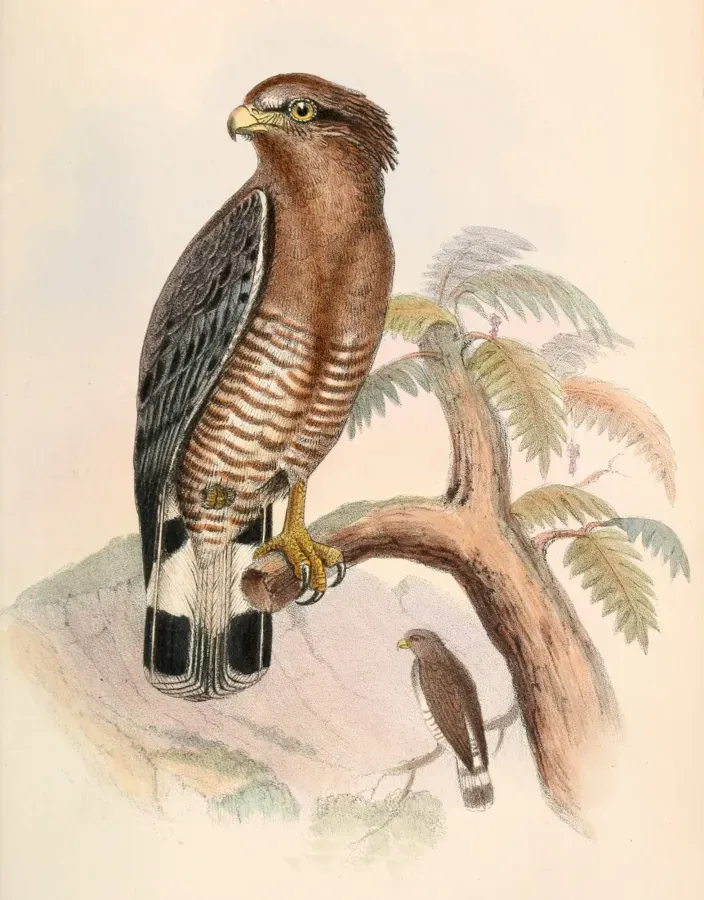File:Circaetus cinerascens 1860.jpg