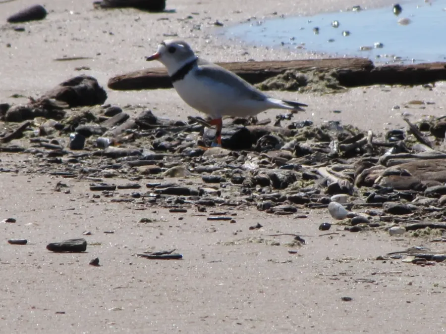File:Piping Plover Adult (Charadrius melodus) (7686098084).jpg