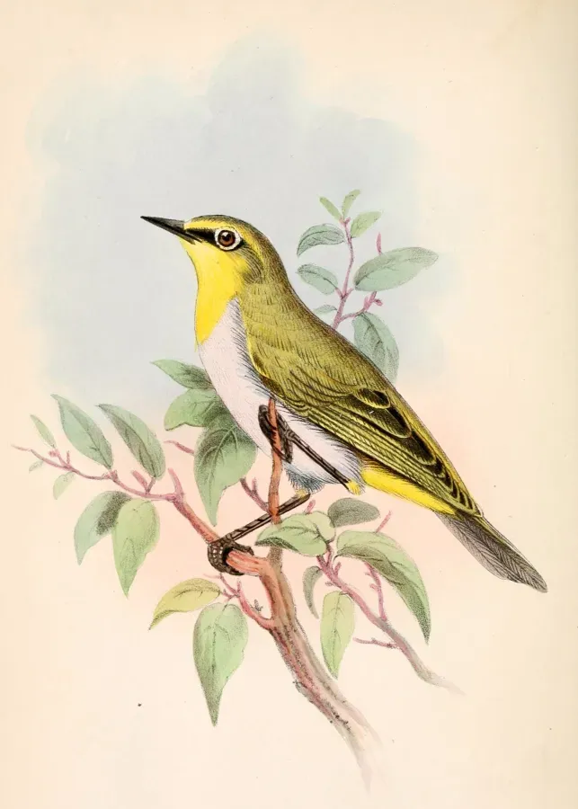File:Zosterops poliogastrus poliogastrus 1861.jpg