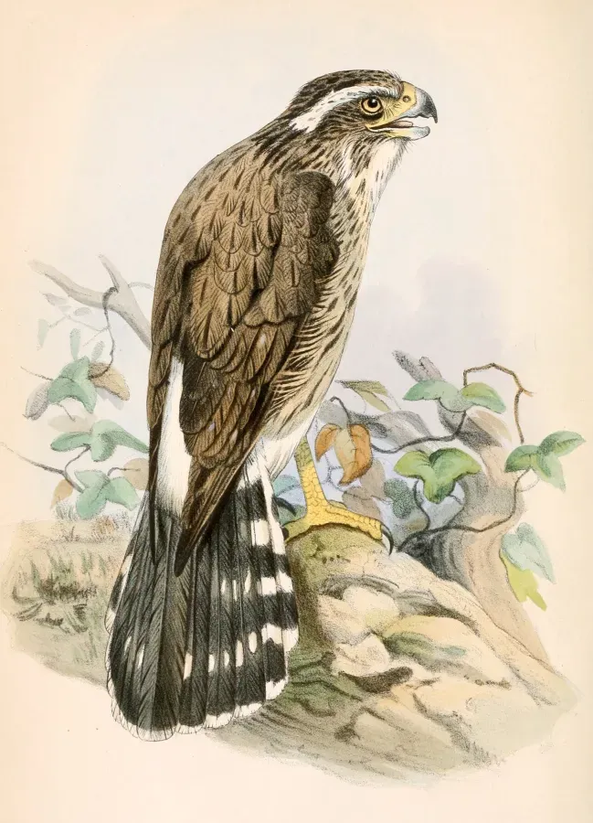 File:Spiziapteryx circumcincta 1862.jpg