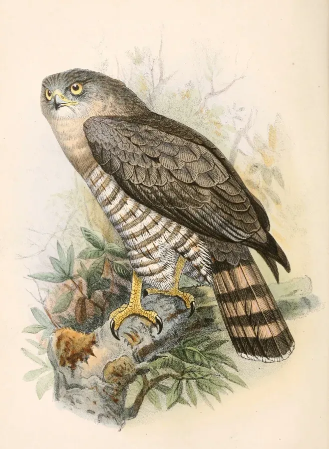File:Circaetus fasciolatus 1862.jpg
