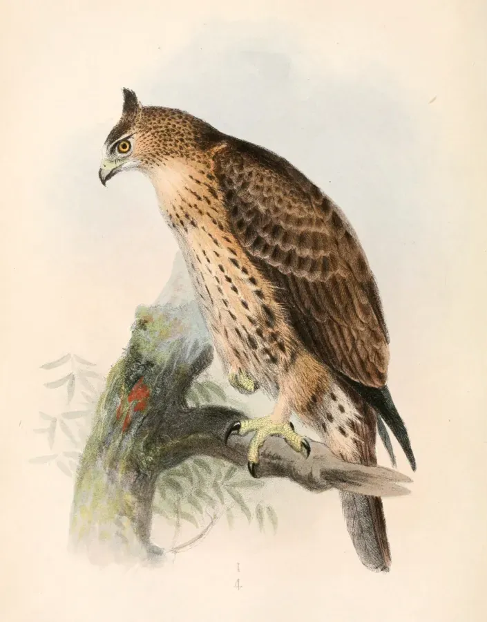 File:Hieraaetus ayresii 1862.jpg