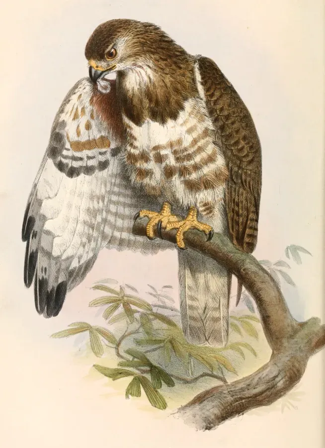 File:Buteo brachypterus 1862.jpg