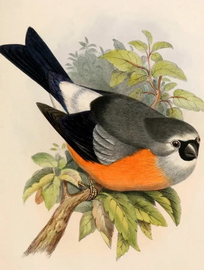 File:Pyrrhula erythaca erythaca 1863.jpg