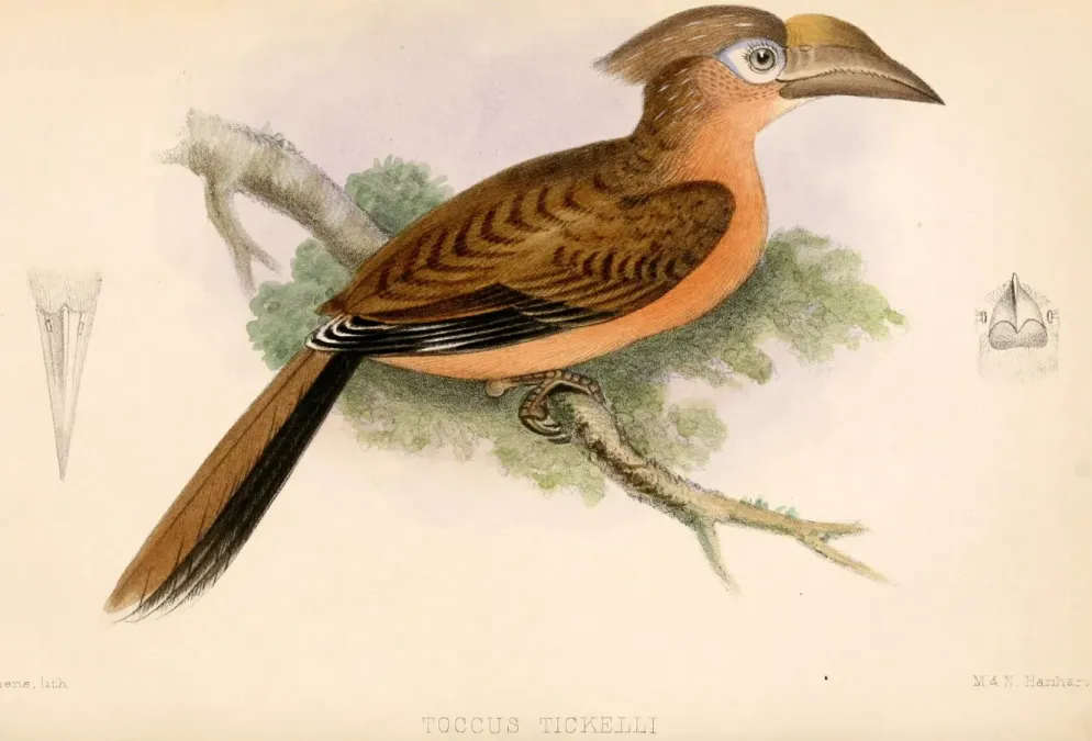 File:Anorrhinus tickelli 1864.jpg