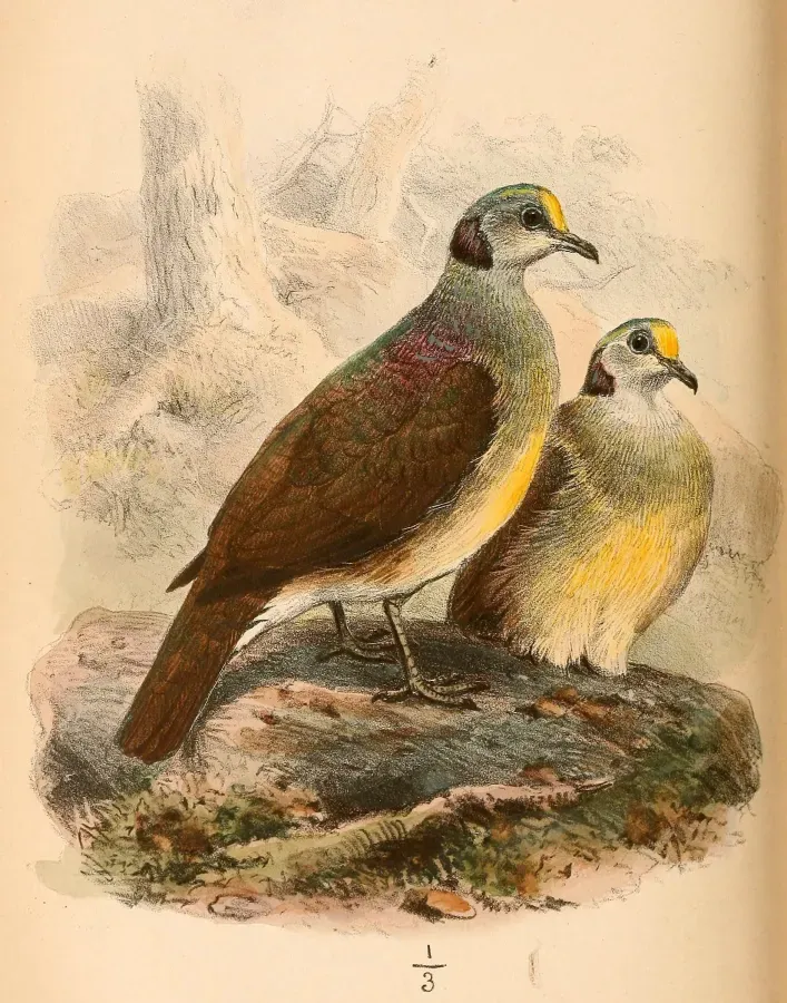 File:Gallicolumba tristigmata 1865.jpg