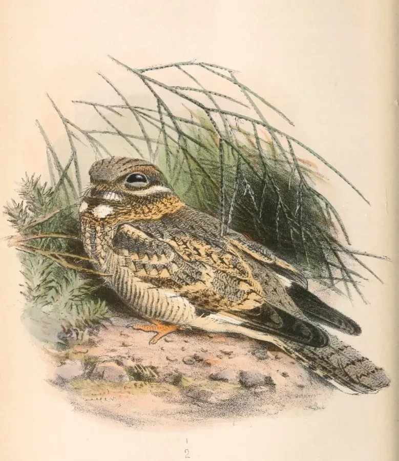 File:Caprimulgus nubicus tamaricis 1866.jpg