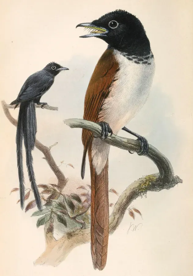 File:Terpsiphone corvina 1867.jpg