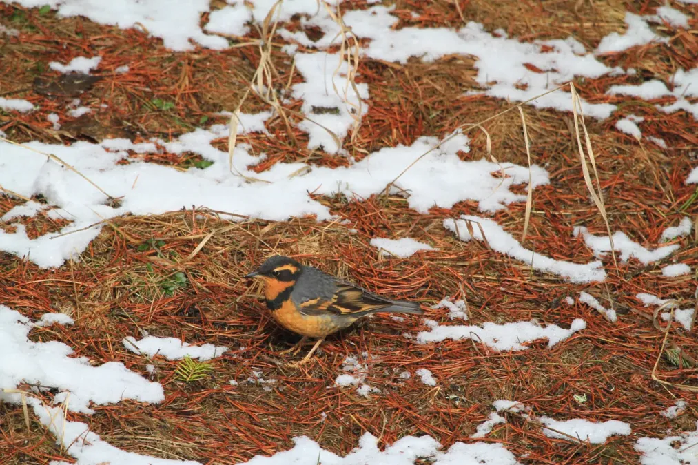 File:Varied Thrush (Ixoreus naevius) (5634529999).jpg