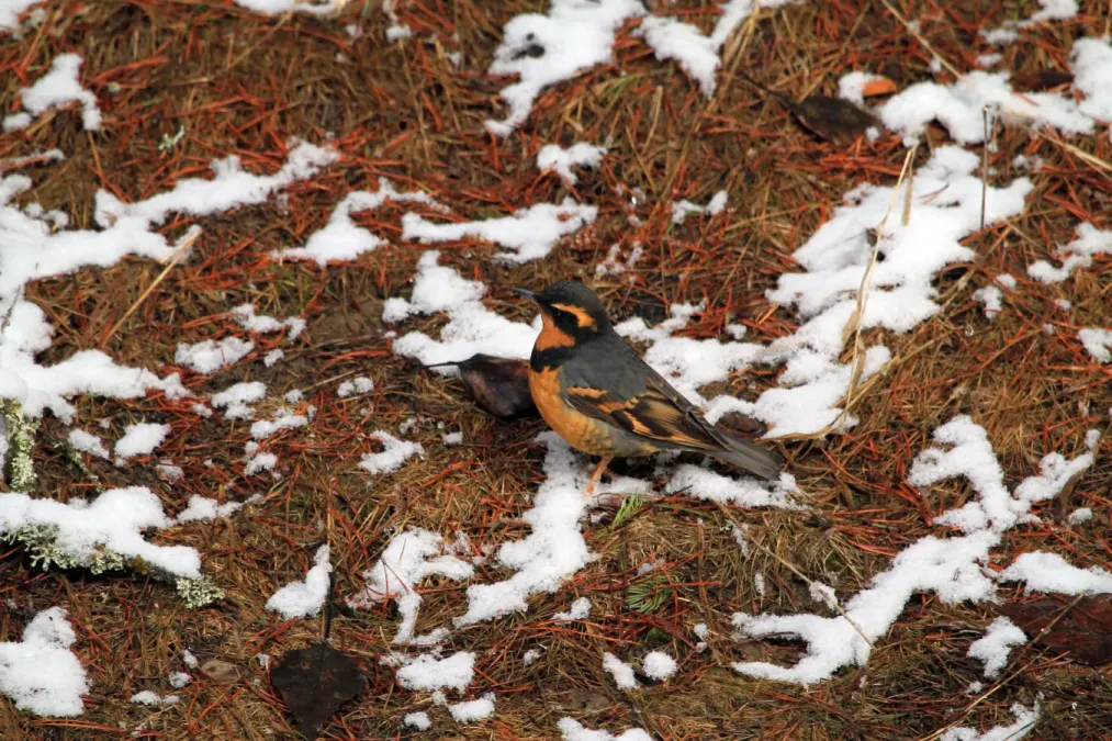 File:Varied Thrush (Ixoreus naevius) (5635119680).jpg
