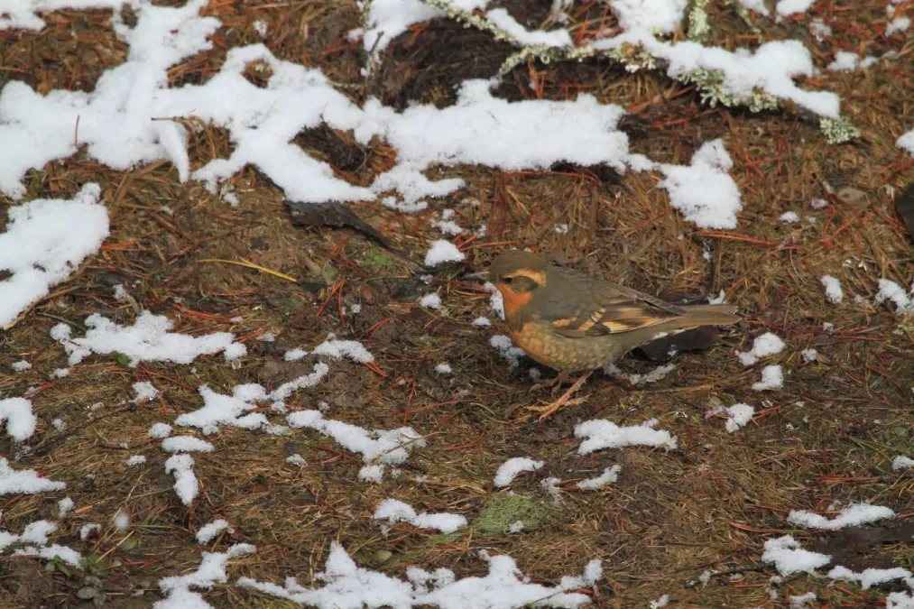 File:Varied Thrush (Ixoreus naevius) (5634526509).jpg