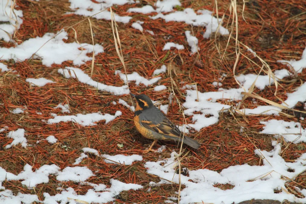 File:Varied Thrush (Ixoreus naevius) (5634534031).jpg