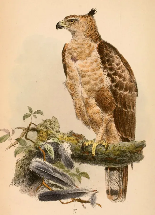 File:Nisaetus nanus nanus 1868.jpg
