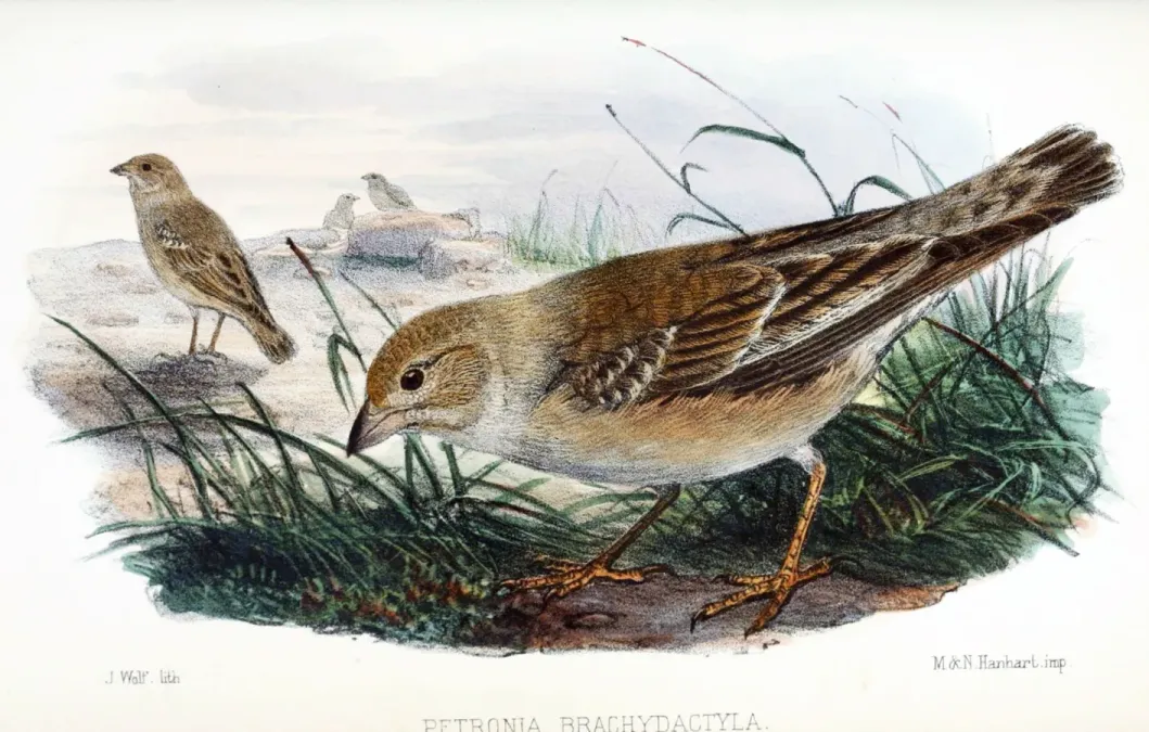 File:Carpospiza brachydactyla 1868.jpg