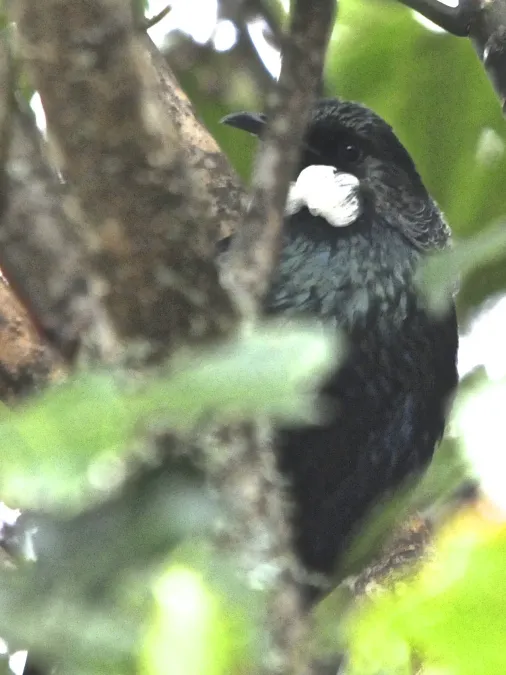 File:Prosthemadera novaeseelandiae on a tree.jpg