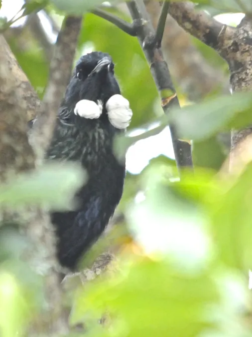 File:Prosthemadera novaeseelandiae on a tree 2.jpg