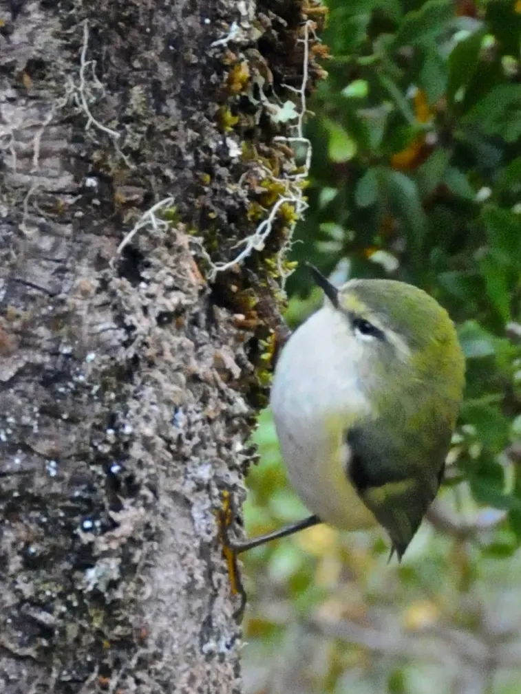 File:Rifleman - Acanthisitta chloris.jpg
