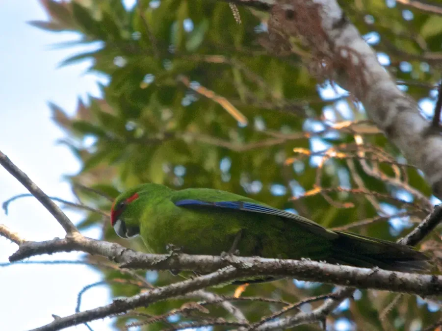 File:Cyanoramphus novaezelandiae (13).jpg