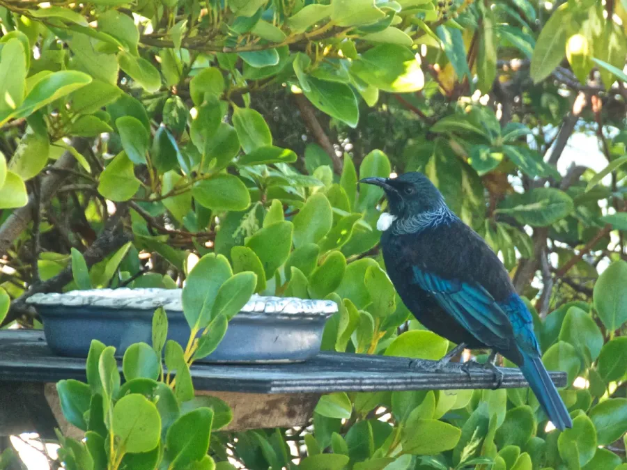 File:Prosthemadera novaeseelandiae at Kaka Point 2.jpg