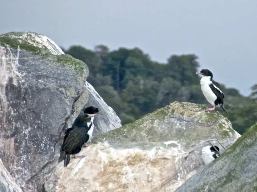 File:Leucocarbo chalconotus (10741237885).jpg