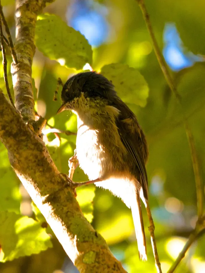 File:Mohoua novaeseelandiae - New Zealand Brown Creeper.jpg