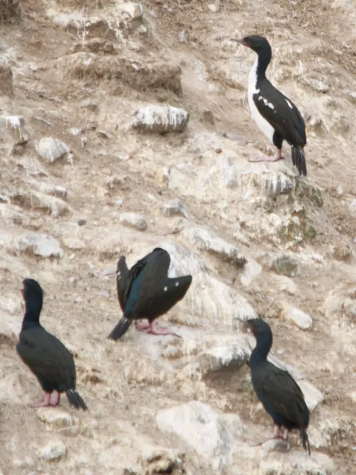 File:Leucocarbo chalconotus (10741349755).jpg
